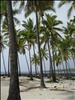 Hawaii: Palm Trees at Pu'uhonua o Honaunau